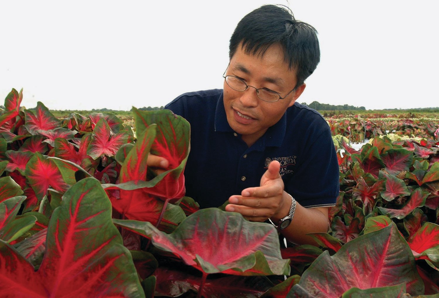 As a UF/IFAS plant breeder, Zhanao Deng works to improve many ornamentals from his lab and fields at the Gulf Coast Research and Education Center in Balm. NOTE: Plants in photo are not impatiens.